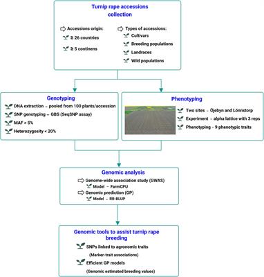 Developing genomic tools to assist turnip rape [Brassica rapa (L.) subsp.oleifera (DC.) Metzg.] breeding